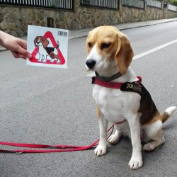 Adesivo per auto beagle 